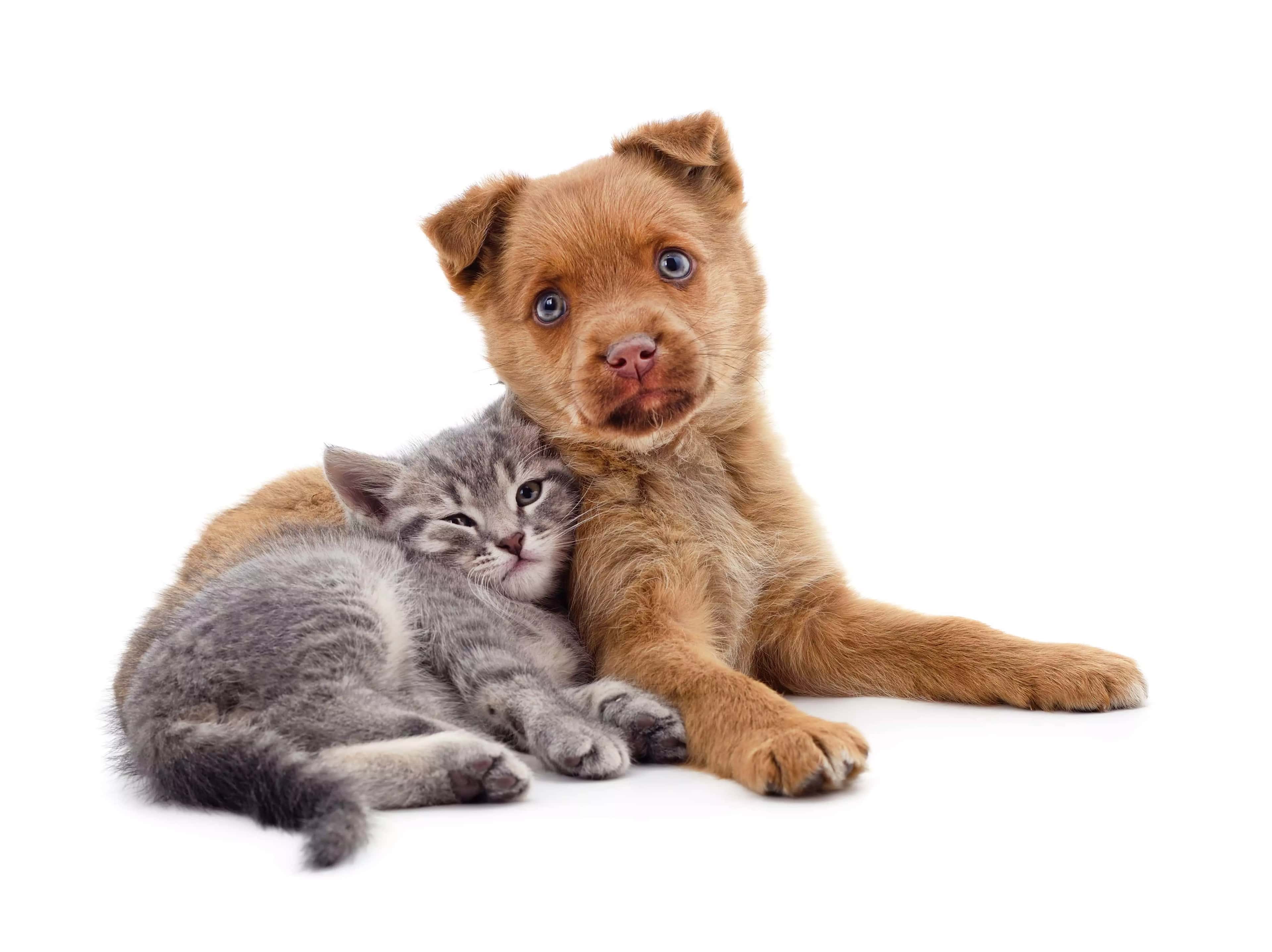 Gato e cachorro juntos. O gato está com a cabeça encostada ao lado de uma das patas do cão.  Enquanto isso, o cachorro está com as duas patas da frente esticadas sobre o chão olhando para frente.